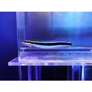 画像: ネオンワームゴビー（ニシキオオメワラスボ）