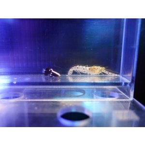 画像: オドリハゼ+ブドウテッポウエビセット02