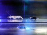 画像: オドリハゼ+ブドウテッポウエビセット01
