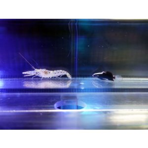 画像: オドリハゼ+ブドウテッポウエビセット01