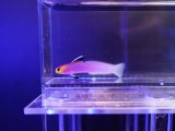 画像: パープルファイヤーゴビー