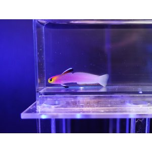 画像: パープルファイヤーゴビー