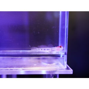 画像: レッドヘッドゴビー