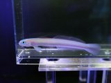 画像: リュウキュウハナハゼ
