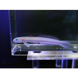 画像: リュウキュウハナハゼ