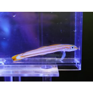 画像: スジクロユリハゼ