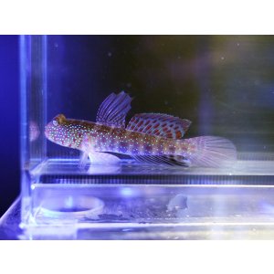 画像: タカノハハゼ？