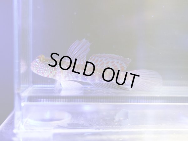 画像1: タカノハハゼ？