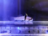 画像: タスキヒナハゼ