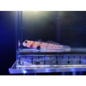 画像: ヤマブキハゼ