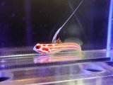 画像: ヤシャハゼメス