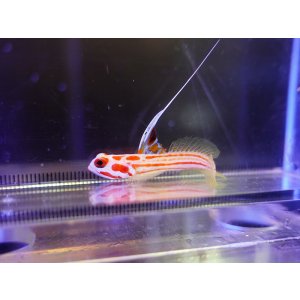 画像: ヤシャハゼメス