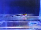 画像: イエローラインゴビー（カミハタブリード）