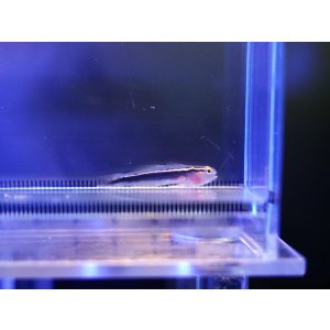 画像: イエローラインゴビー（カミハタブリード）