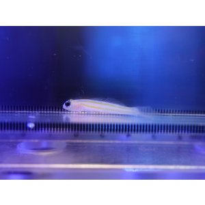 画像: イエローラインシュリンプゴビー