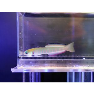 画像: ゼブラハゼ