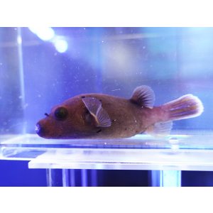 画像: コクテンフグ