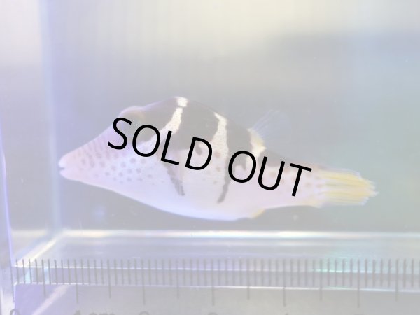 画像2: シマキンチャクフグ