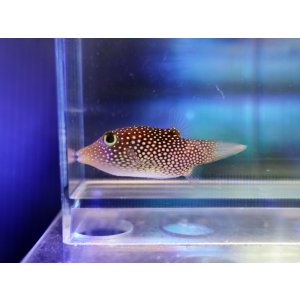 画像: コルテツスポテッドトビー