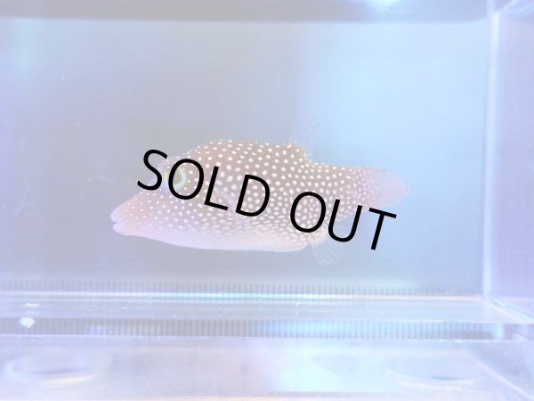 画像1: コルテツスポテッドトビー（メキシコ）