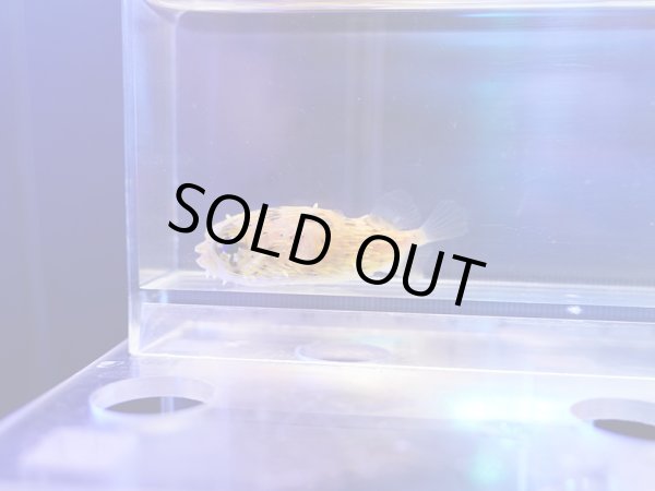 画像1: ハリセンボンS