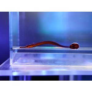 画像: ナローストライプパイプフィッシュ（東アフリカ）