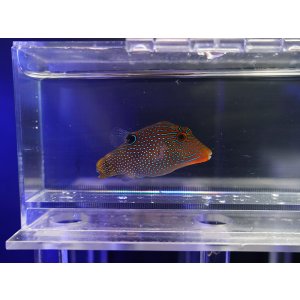 画像: インドパシフィックトビー