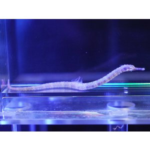 画像: イシヨウジ