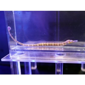 画像: イシヨウジ