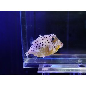 画像: イトマキフグ（近海）