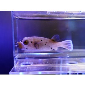 画像: コクテンフグ01