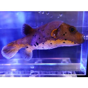 画像: コクテンフグイエローM