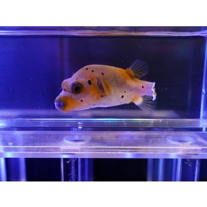 画像: コクテンフグ ややイエローS