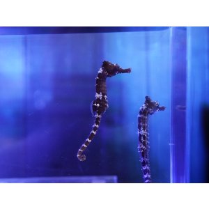 画像: ラインドシーホース（台湾ブリード）S