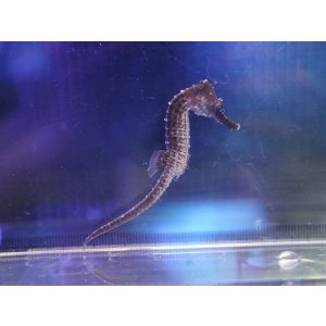 画像: ラインドシーホース（台湾ブリード）ブラック