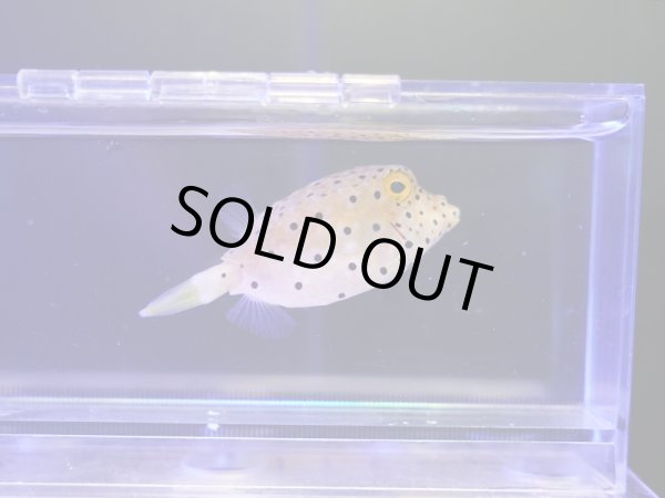 画像1: ミナミハコフグ