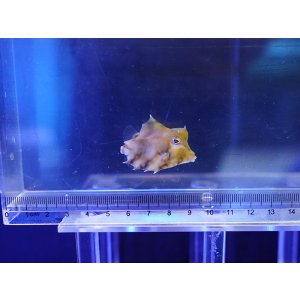 画像: ラクダハコフグS