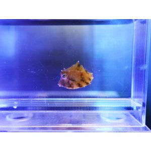 画像: ラクダハコフグS