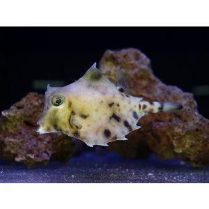 画像: ラクダハコフグ（スリランカ）L