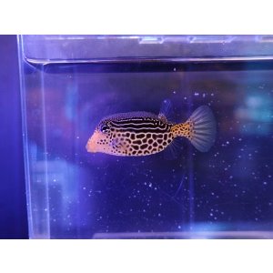 画像: レティキュレイトボックスフィッシュメス