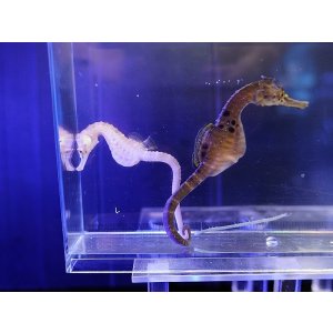 画像: シーポニー（オーストラリアブリード）