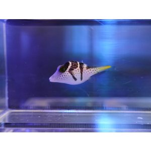 画像: シマキンチャクフグ