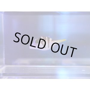 画像: シマキンチャクフグ