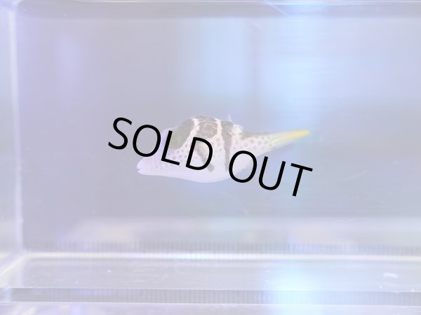 画像1: シマキンチャクフグ