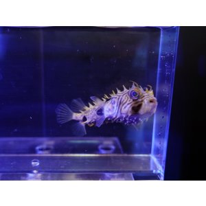 画像: ストライプドバーフィッシュ