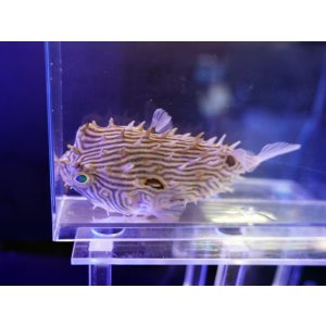 画像: ストライプドバーフィッシュ