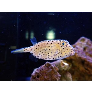 画像: テングハコフグＭ