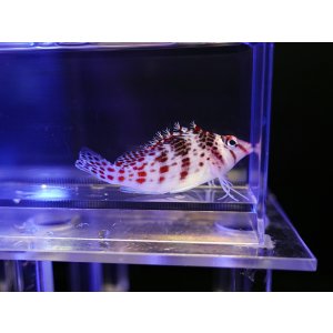 画像: サラサゴンベ