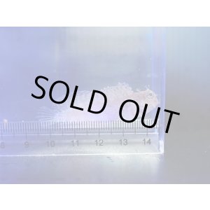 画像: ヤエヤマギンポ