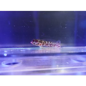 画像: バーナクルブレニー